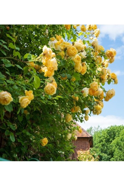 Троянда жовта Golden Gate